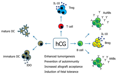 Human Chorionic Gonadotropin