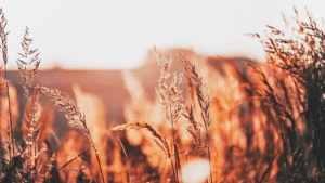 healing with the mind