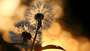 Forgiveness Leads to Happiness