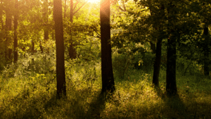 the healer’s prayer